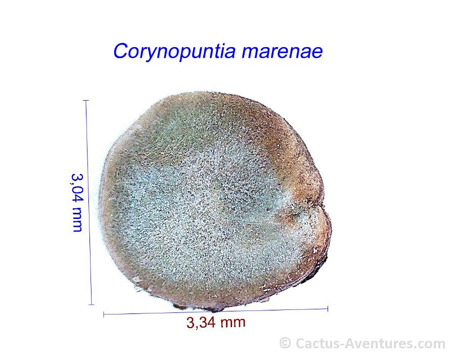 Corynopuntia ex Marenopuntia marenae